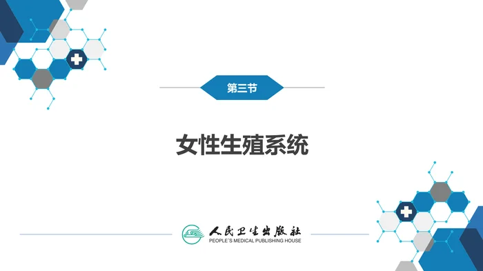 第八章 泌尿生殖系统与腹膜后间隙 第三节 女性生殖系统