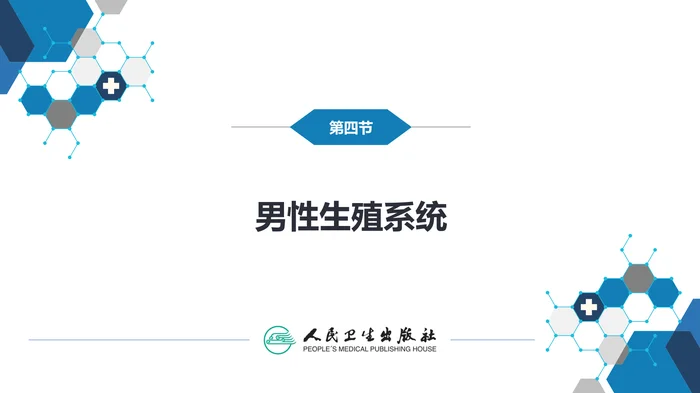 第八章 泌尿生殖系统与腹膜后间隙 第四节 男性生殖系统