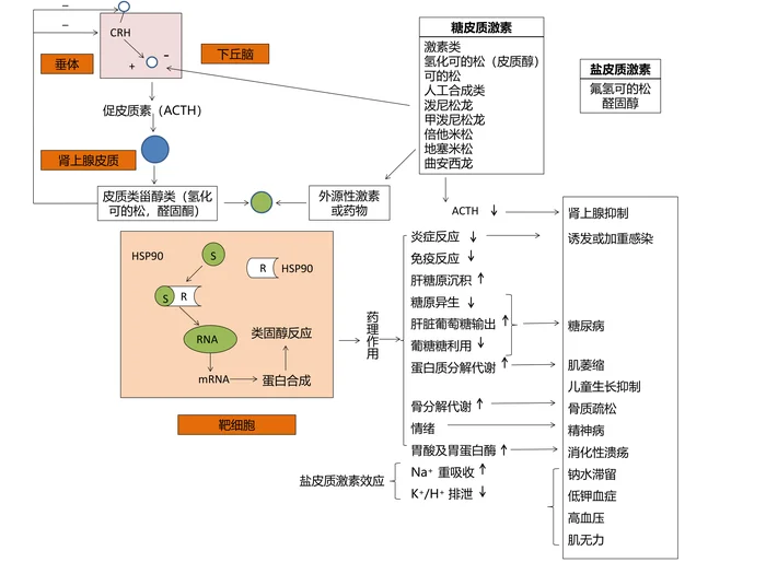 第三十五章 肾上腺皮质激素类药物 本章小结